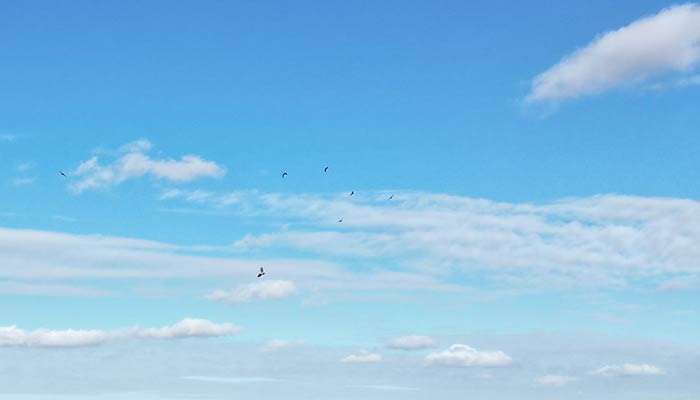 Buzzards in the Sky
